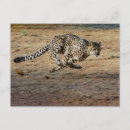 Suche nach gepard postkarten Tierwelt