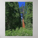 Suche nach riesiger baum poster Mammutbaum