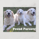 Suche nach golden retriever welpe postkarten Welpen