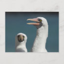 Suche nach galapagos postkarten Natur