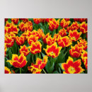 Suche nach keukenhof poster Holland