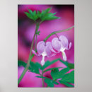 Suche nach blutendes herz poster Natur