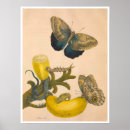 Suche nach metamorphose poster Natur