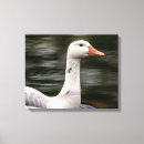 Suche nach feathers leinwandbilder Tier