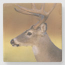 Suche nach weißwedelhirsch untersetzer Odocoileus virginianus