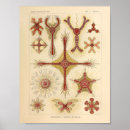 Suche nach sea life poster Ocean
