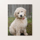 Suche nach goldendoodle puzzle Mischrasse