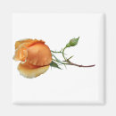 Suche nach einzeln magnete Rose