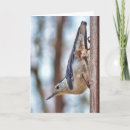 Suche nach breasted karten Vogel