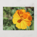 Suche nach marigold postkarten Pflanze