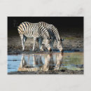 Suche nach okavango postkarten Tier