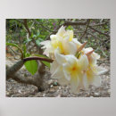 Suche nach plumeria poster Frangipani
