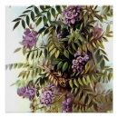 Suche nach wisteria poster Violette blumen
