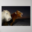 Suche nach zwei pferde poster Pferdefotografie