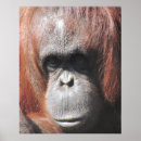 Suche nach orangutan poster Wild
