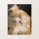 Suche nach maine coon puzzle Für alle