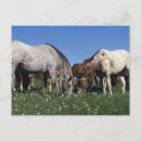 Suche nach appaloosa postkarten Reiter