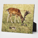 Suche nach hirsch fotoplatten Wildtiere