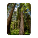 Suche nach zeder magnete Grenze danita