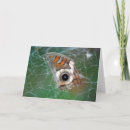 Suche nach naturfoto karten Schmetterling