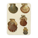Suche nach denise magnete Sepia seashell