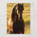 Suche nach dressage postkarten Horse