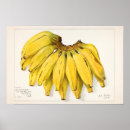 Suche nach bananen poster Obst