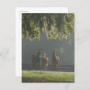 Suche nach drei pferde postkarten Rasse