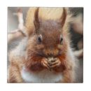 Suche nach eichhörnchen fliesen Wild lebende tiere