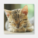 Suche nach bengalische katze magnete Kätzchen
