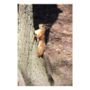 Suche nach rote bäume poster Eichhörnchen