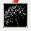 Suche nach botanik ornamente Pflanze