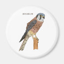 Suche nach raubvogel magnete Falke