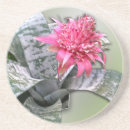 Suche nach bromeliad Rosa