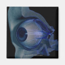 Suche nach menschlicher körper magnete Illustration