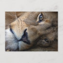 Suche nach niedlicher löwe postkarten Tiere