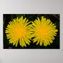 Suche nach dandelions poster Natur