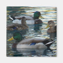 Suche nach attraktiv magnete Tiere