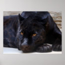 Suche nach schwarzer jaguar poster Portrait