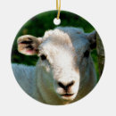 Suche nach schafe ornamente Nutztiere