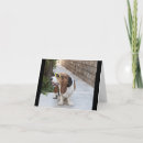 Suche nach basset hound karten Kaninchen