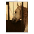Suche nach lipizzaner Dressage