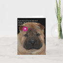 Suche nach shar pei postkarten Tiere