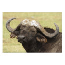 Suche nach büffel foto poster Braun