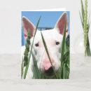 Suche nach englischer bullterrier karten Hund