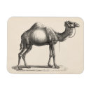 Suche nach kamel magnete Tierwelt