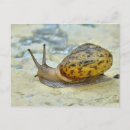 Suche nach snail postkarten Fotografie