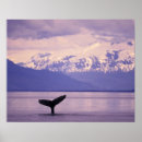 Suche nach alaska poster Wildtiere
