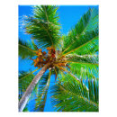 Suche nach kokosnuss poster Baum