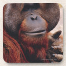 Suche nach orang utans untersetzer Affe